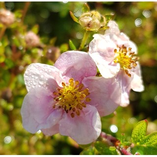 Potentilla fruticosa 'New Dawn' / Potentille arbustive rose tendre