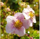 Potentilla fruticosa 'New Dawn' / Potentille arbustive rose tendre