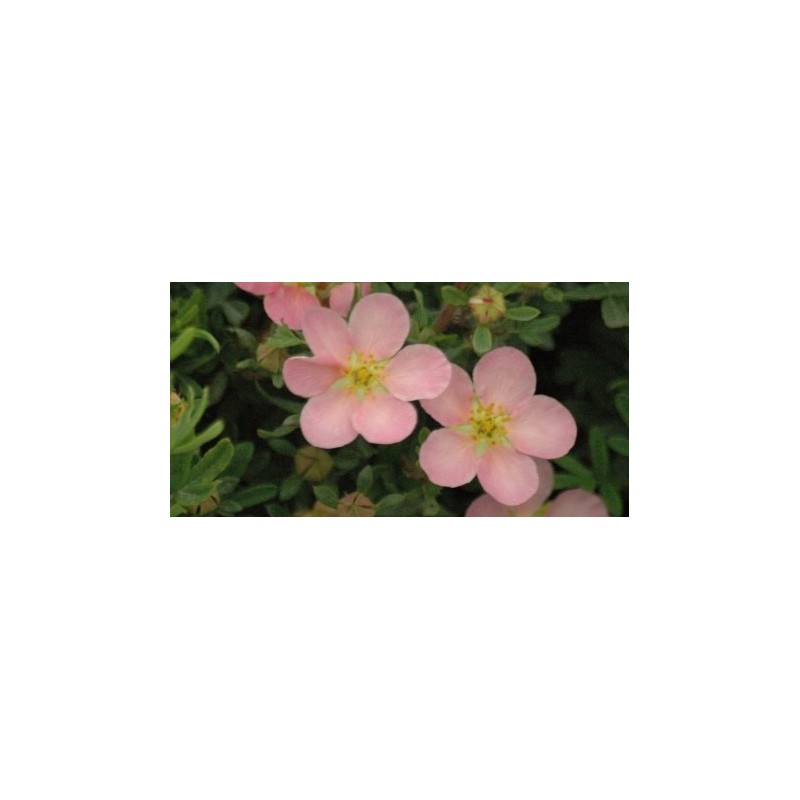 Potentilla fruticosa 'Pink Queen' / Potentille arbustive rose clair