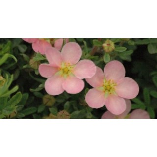 Potentilla fruticosa 'Pink Queen' / Potentille arbustive rose clair