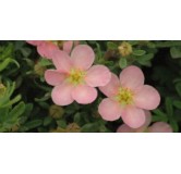 Potentilla fruticosa 'Pink Queen' / Potentille arbustive rose clair