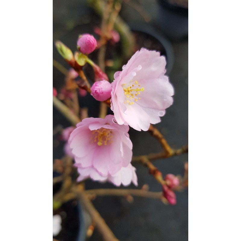 Prunus x 'Accolade' / Cerisier du Japon