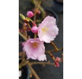 Prunus x 'Accolade' / Cerisier du Japon