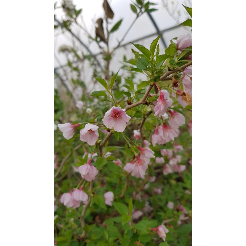 Prunus incisa 'Kojo No Mai'  / Cerisier Ã  fleurs du Japon nain