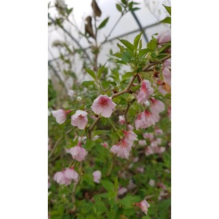 Prunus incisa 'Kojo No Mai'  / Cerisier Ã  fleurs du Japon nain