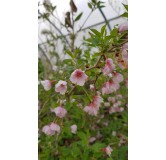 Prunus incisa 'Kojo No Mai'  / Cerisier Ã  fleurs du Japon nain