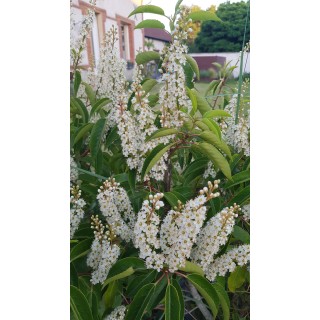 Prunus lusitanica 'Angustifolia' / Laurier du Portugal pyramidale