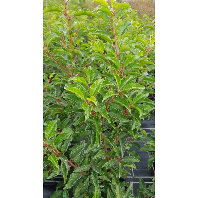 Prunus lusitanica 'Brenelia'Â® / Laurier du Portugal