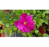 Rosa rugosa ANGELIAÂ® PURPLE 'Minrugo4v' / Rosier rugueux poupre