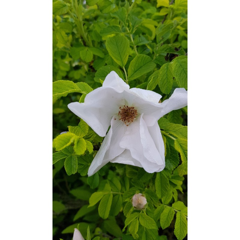 Rosa rugosa 'Alba' / Rosier rugueux blanc