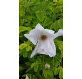 Rosa rugosa 'Alba' / Rosier rugueux blanc