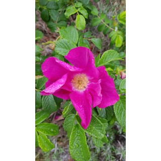 Rosa rugosa 'Rubra' / Rosier rugueux rouge