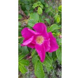 Rosa rugosa 'Rubra' / Rosier rugueux rouge