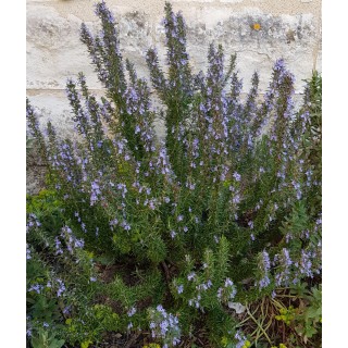 Rosmarinus officinalis / Romarin officinal