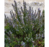 Rosmarinus officinalis / Romarin officinal