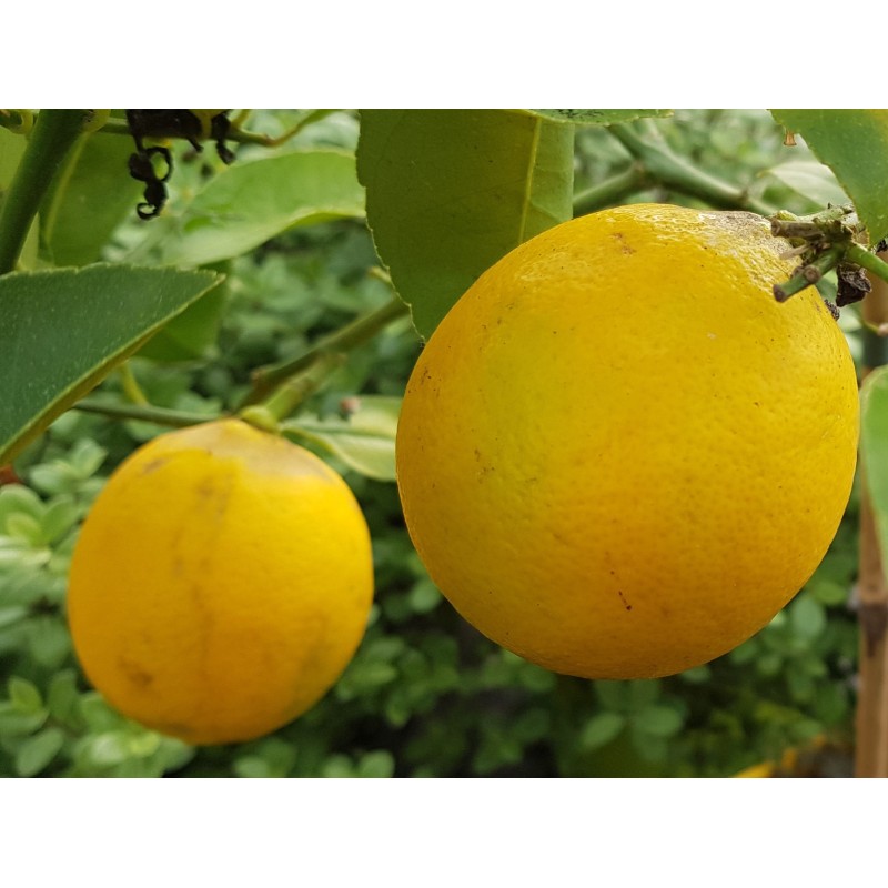 Citrus x meyeri greffÃ© sur Poncirus trifoliata / Citronnier Meyer