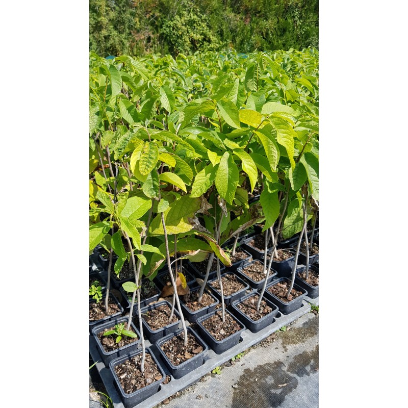 Asimina triloba (Semis) / Asiminier