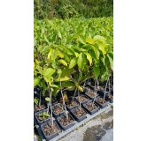 Asimina triloba (Semis) / Asiminier