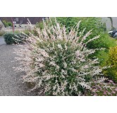 Salix integra 'Hakuro-Nishiki' / Saule crevette