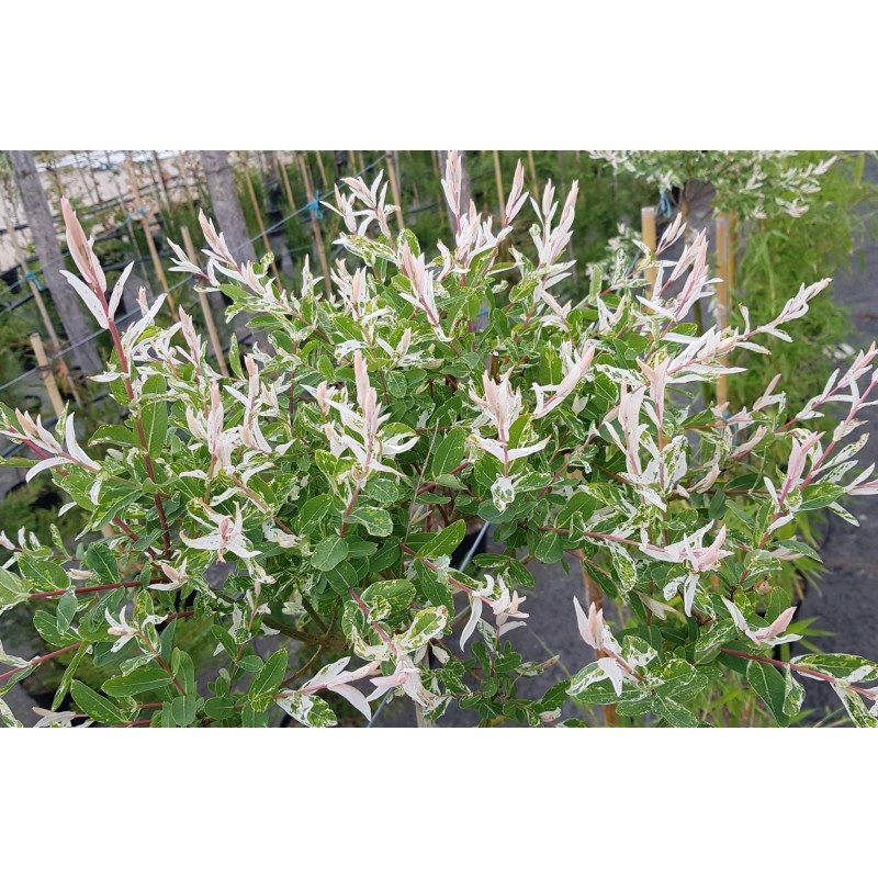 Salix integra 'Hakuro-Nishiki' / Saule crevette / Conteneur de 7 à 15 litres / Quart-tige