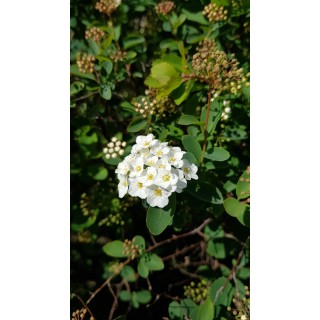 Spiraea x vanhouttei / SpirÃ©e de Van Houtte