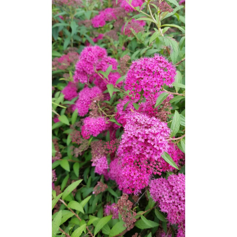 Spiraea japonica 'Anthony Waterer' / SpirÃ©e japonaise naine rose