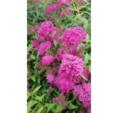 Spiraea japonica 'Anthony Waterer' / SpirÃ©e japonaise naine rose