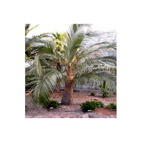 Palmier résistant à 20