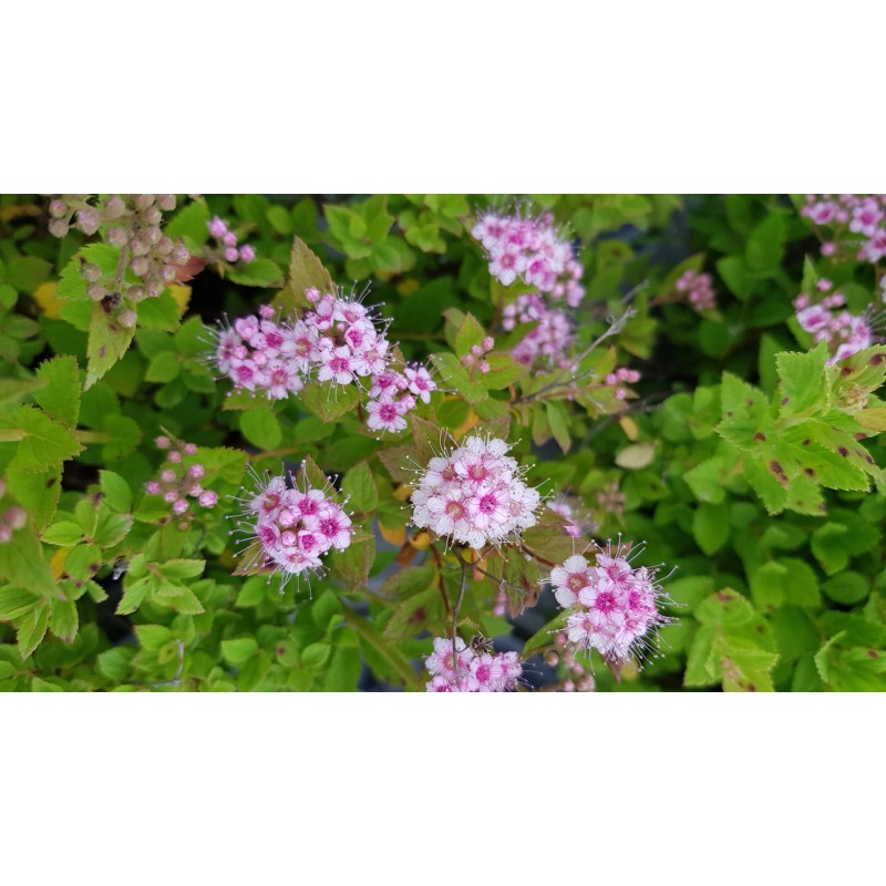 Spiraea japonica 'Little Princess' / SpirÃ©e janonaise naine rose