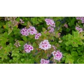 Spiraea japonica 'Little Princess' / SpirÃ©e janonaise naine rose