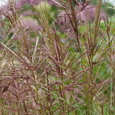 Miscanthus sinensis Malepartus - hauteur totale 50-90 cm - pot 2 ltr