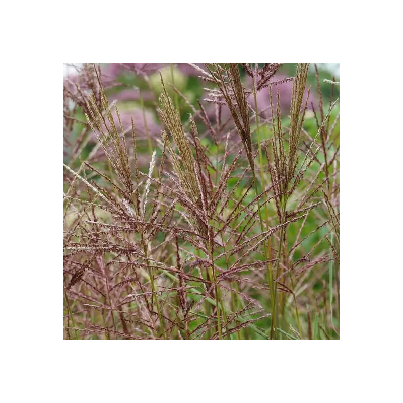 Miscanthus sinensis Malepartus - hauteur totale 50-90 cm - pot 2 ltr