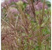 Miscanthus sinensis Malepartus - hauteur totale 50-90 cm - pot 2 ltr