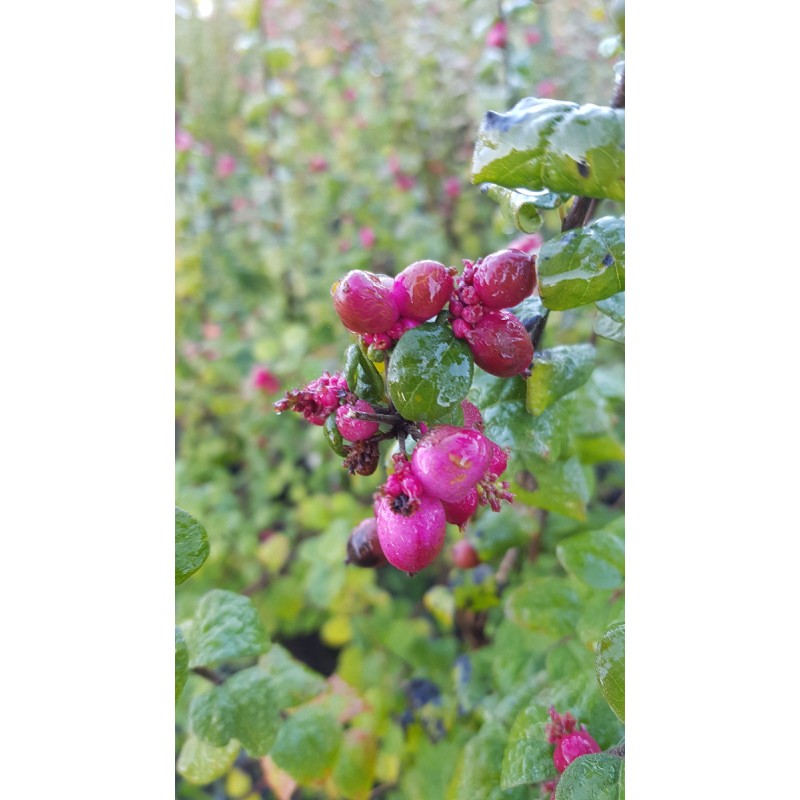 Symphoricarpos x doorenbosii 'Magic Berry' / Symphorine de Doorenbos Ã  fruits roses