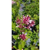 Syringa microphylla 'Superba' / Lilas Ã  petites feuilles Superba