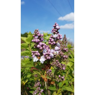 Syringa vulgaris 'Michel Buchner' / Lilas commun violet Pastel