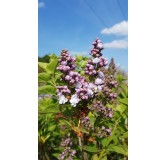 Syringa vulgaris 'Michel Buchner' / Lilas commun violet Pastel