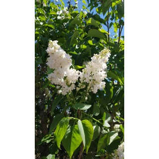 Syringa vulgaris 'Madame Lemoine' / Lilas commun blanc