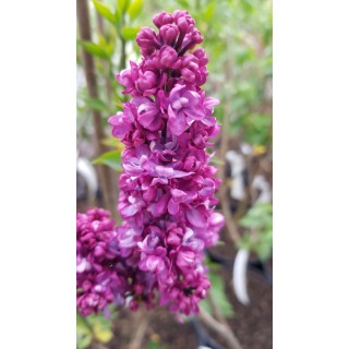 Syringa vulgaris 'Charles Joly' / Lilas commun rouge bordeaux