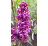 Syringa vulgaris 'Charles Joly' / Lilas commun rouge bordeaux