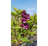 Syringa vulgaris 'Souvenir de Louis Spath' / Lilas commun rouge pourpre