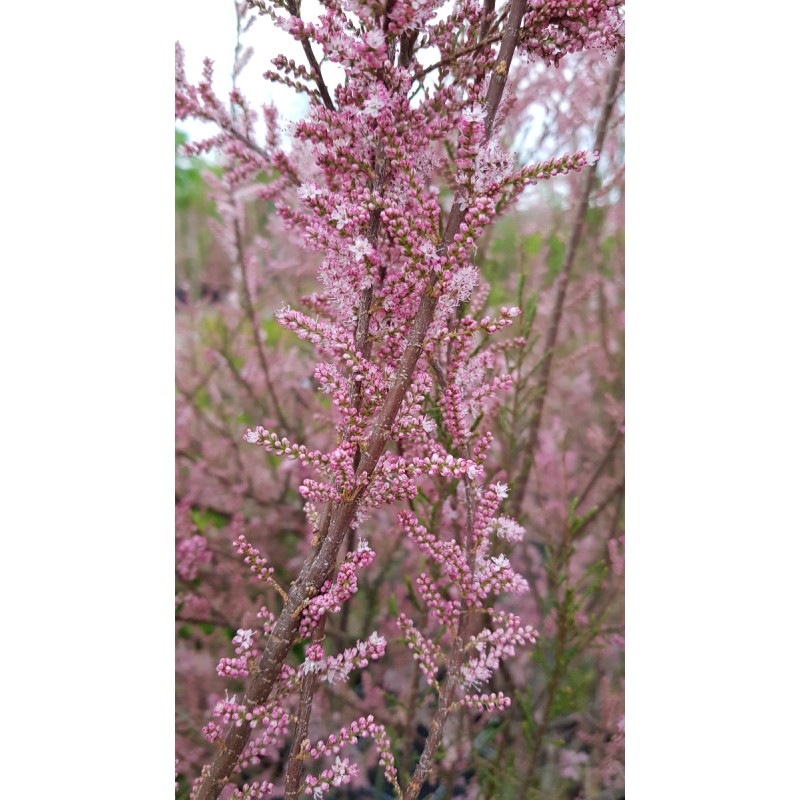 Tamarix africana / Tamaris de printemps rose