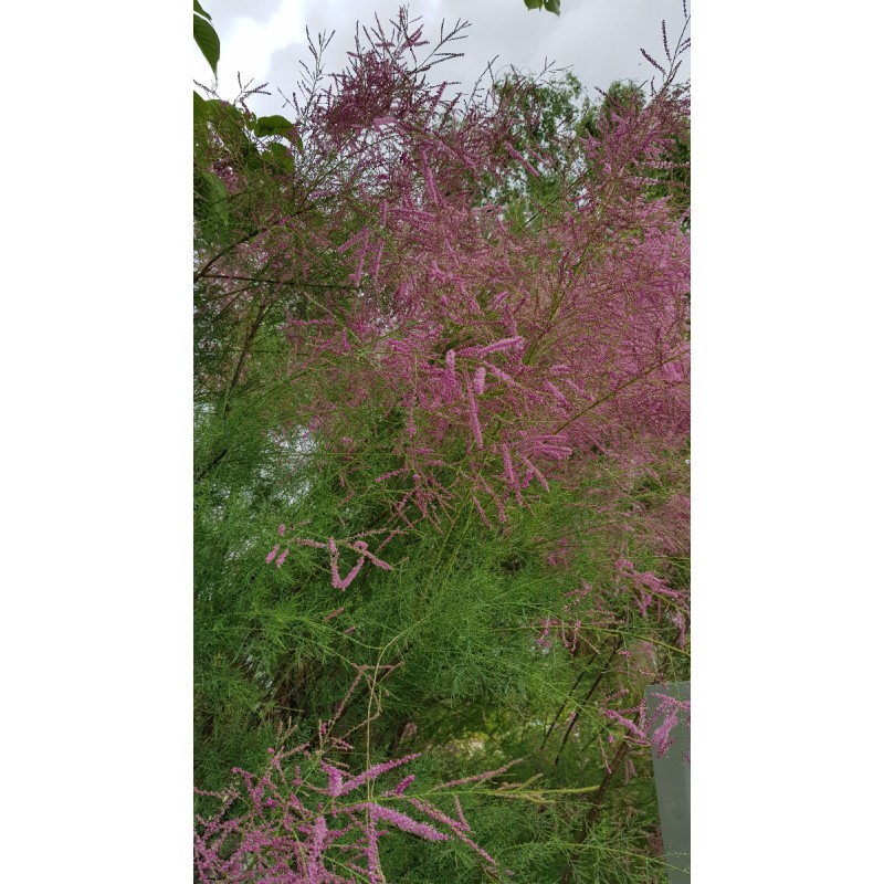 Tamarix ramosissima 'Pink Cascade' / Tamaris d'Ã©tÃ© rose