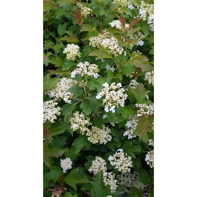 Viburnum opulus 'Compactum' / Viorne Obier compacte