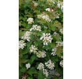 Viburnum opulus 'Compactum' / Viorne Obier compacte