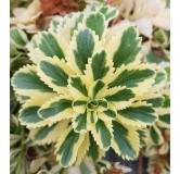 Sedum takesimense 'Atlantis'Â® / Orpin panachÃ© Ã  fleur jaune