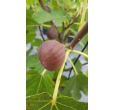 Ficus carica 'Pastiliere' / Figuier Pastiliere