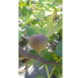 Ficus carica 'Grise de Tarascon' / Figuier 'Grise de Tarascon'