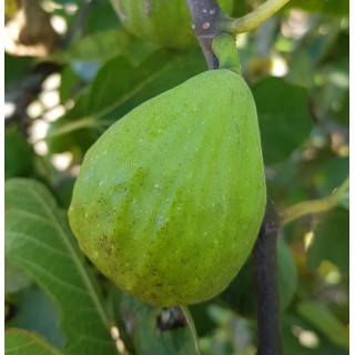 Ficus carica 'Madeleine Blanche' / Figuier 'Madeleine Blanche'