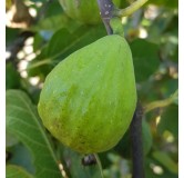 Ficus carica 'Madeleine Blanche' / Figuier 'Madeleine Blanche'